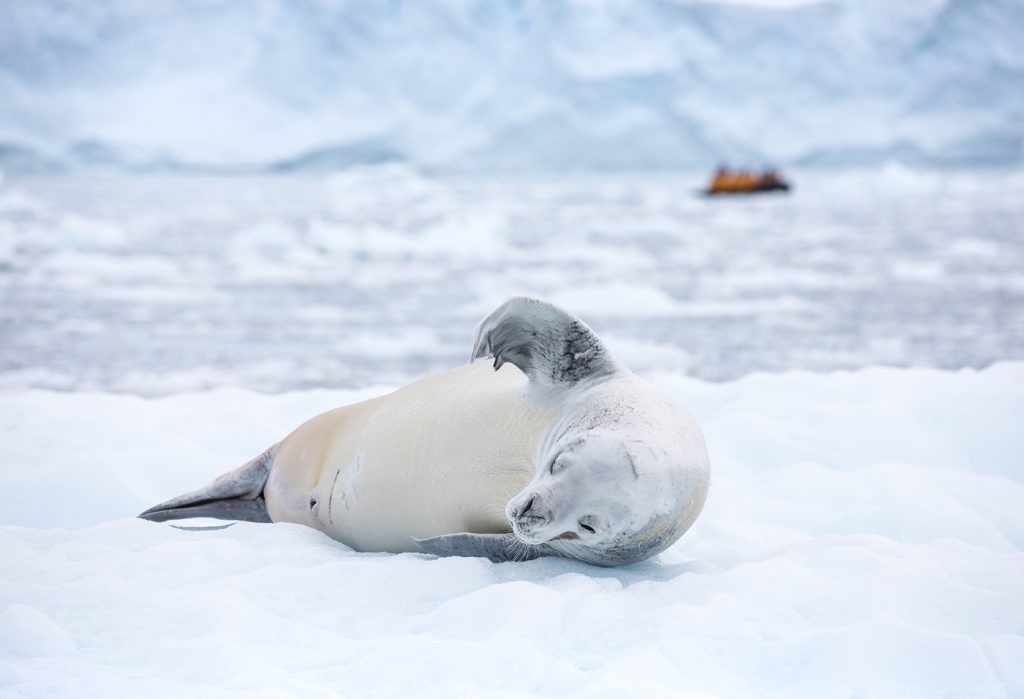 Crabeater seal on an ice floe with zodiac in background.
