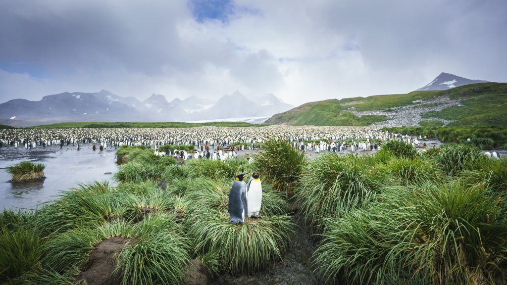 King penguin colony at South Georgia.