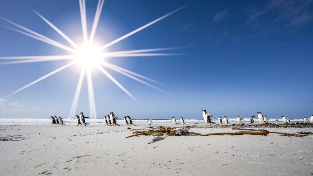 Penguins on the beach with large shining sun low in the horizon.