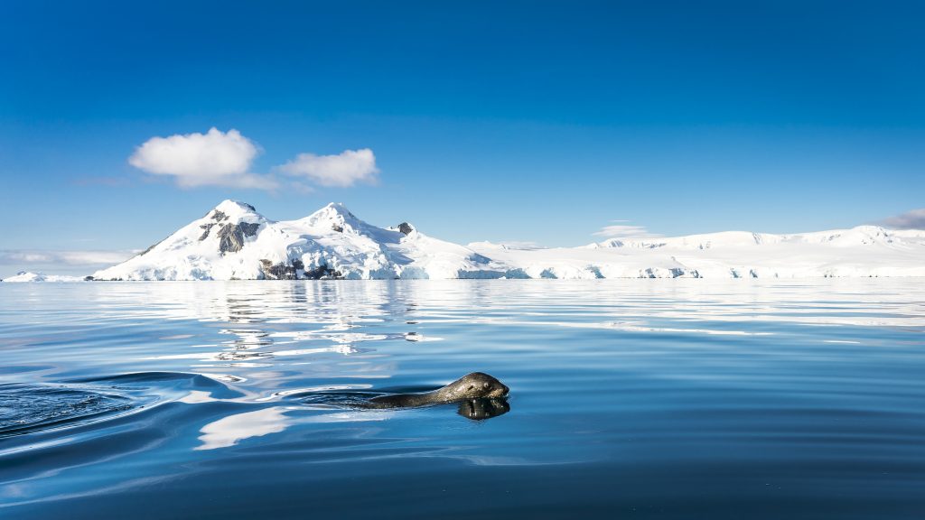 Fur seal swimming. 