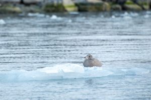 20160830-Svalbard-100