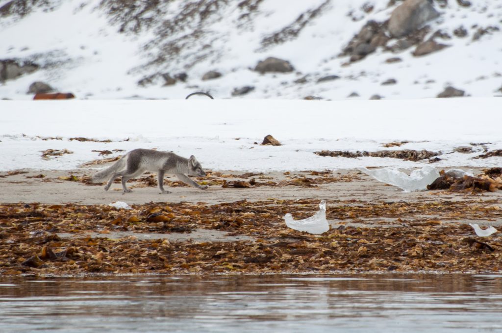 An arctic fox walking on the beach.