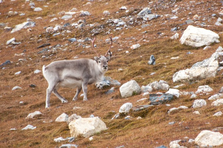 20160830-Svalbard-1437