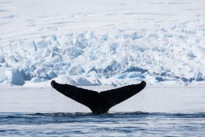 Humpback whale fluke. in front of glacier.