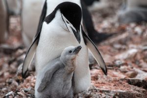 Adult chinstrap penguin feeding a chick.