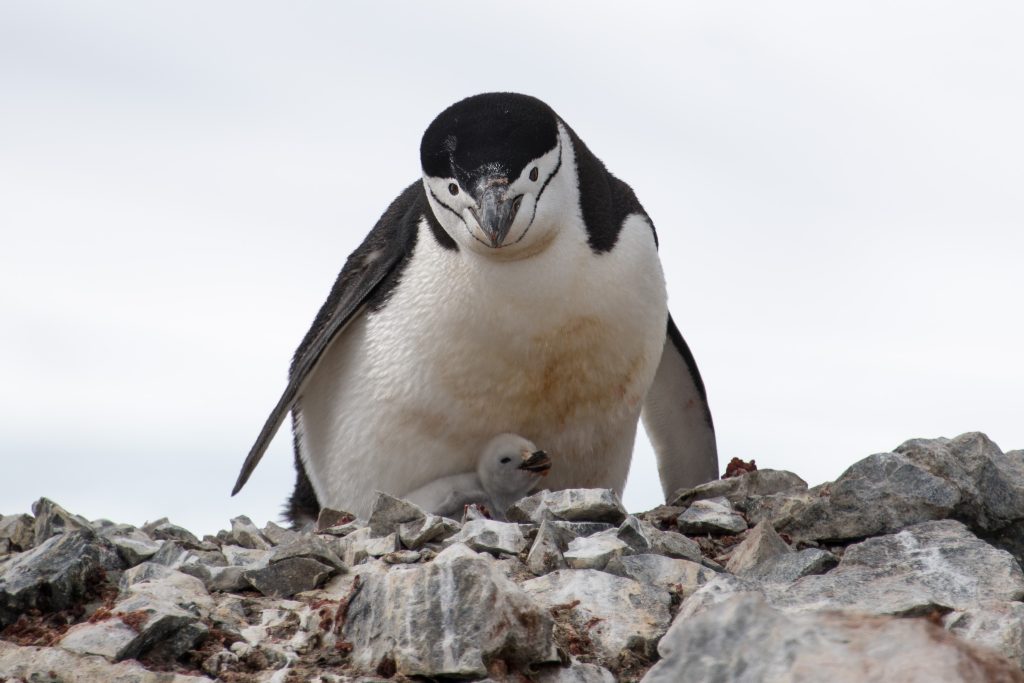 The best time to travel to Antarctica for penguin chicks is the end of December