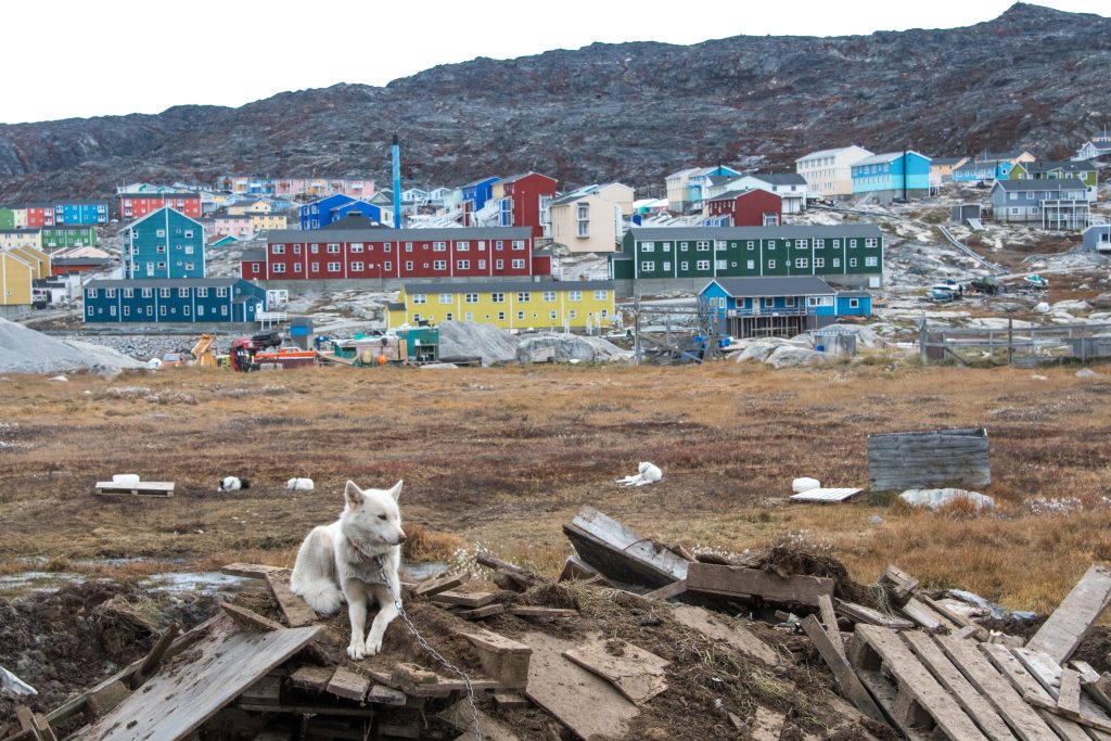 A sled dog in the town of Illulissat. 