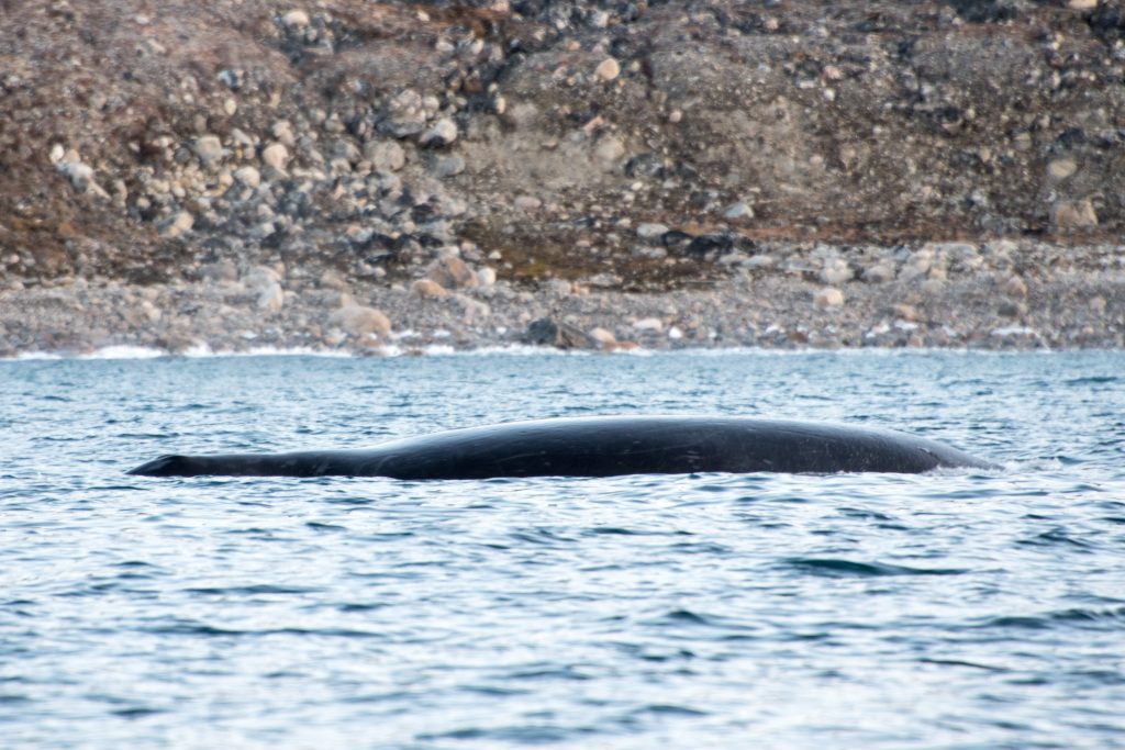The back of a bowhead whale just above the water surface at Baffin Island.
