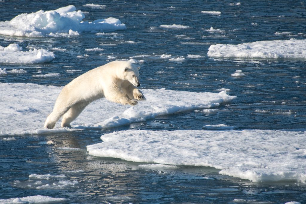 Polar bear jumping between ice floes as seen from a polar bear trip. 