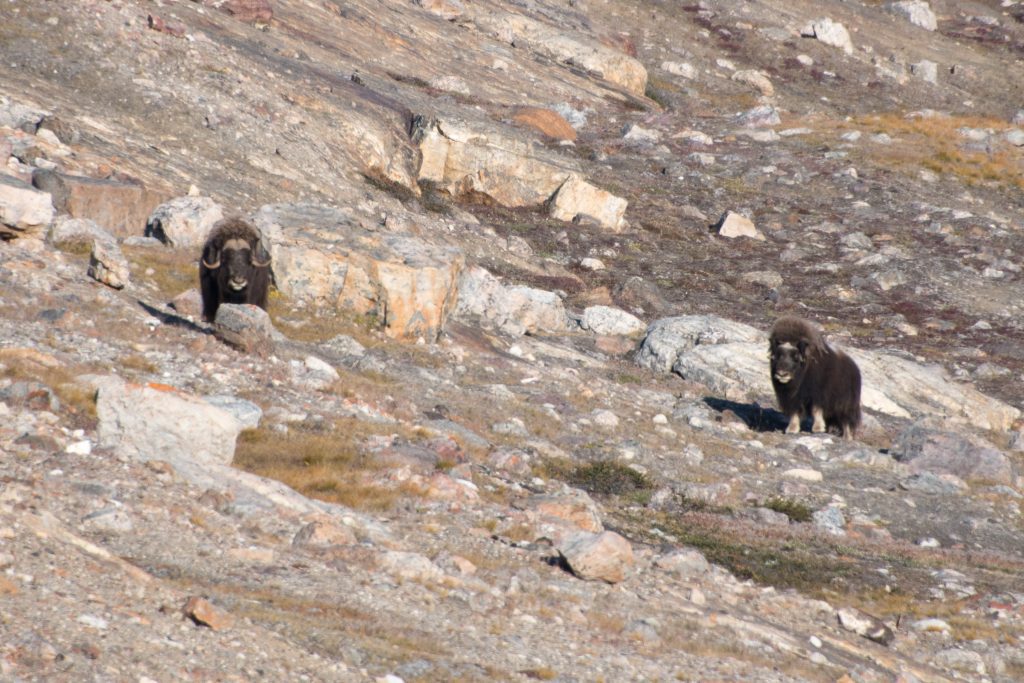 Musk-oxen in East Greenland