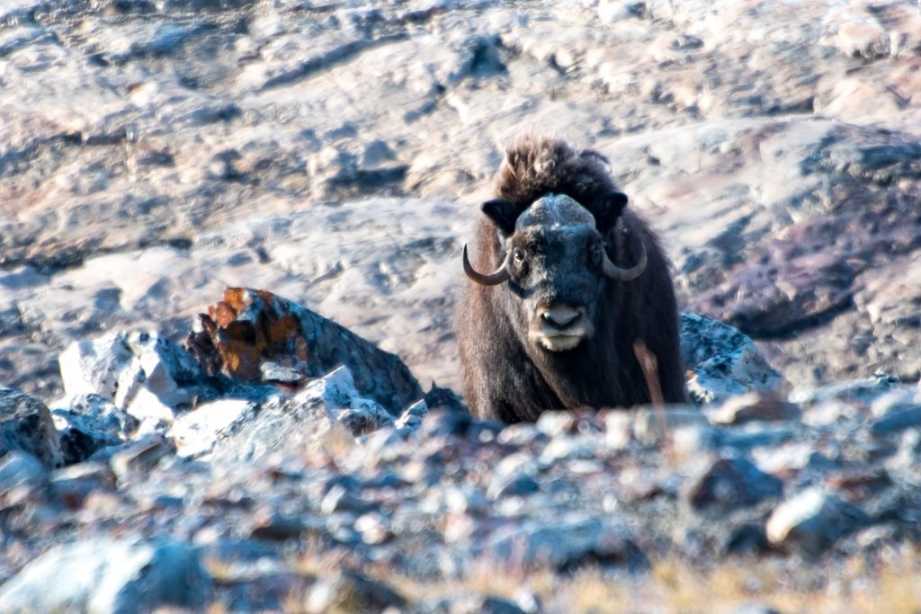 Close up of a musk-ox in East Greenland.