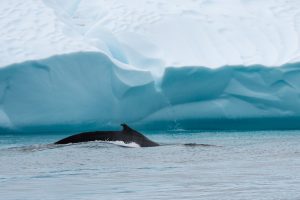 A humpback whale fin in front of iceberg in Illullissat. 