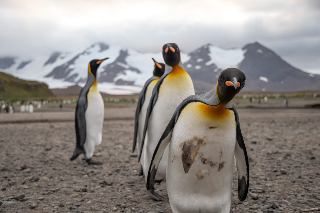 King penguins on the beach looking into camera. 
