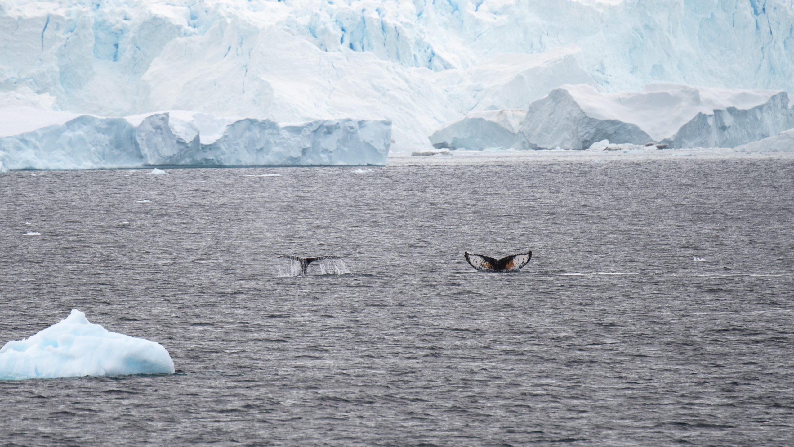 Two humpback whale flukes with glacier in background.