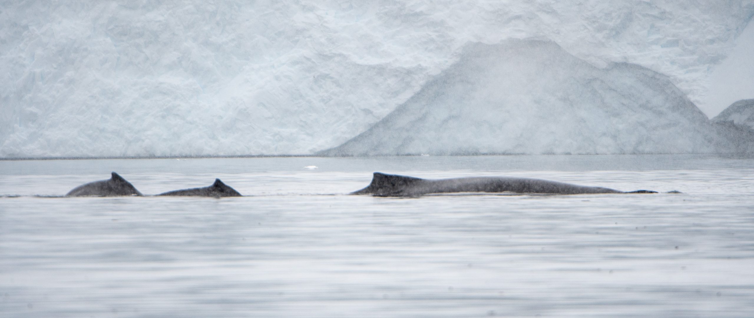 Three humpback whale find above the water.