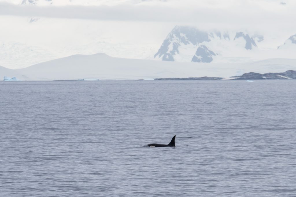 An orca swimming in the water in Antarctica.