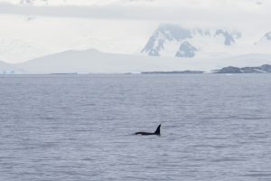 An orca swimming in the water in Antarctica. 