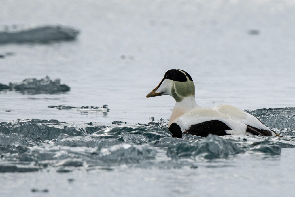 King eider duck on the water.