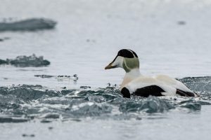 King eider duck on the water.