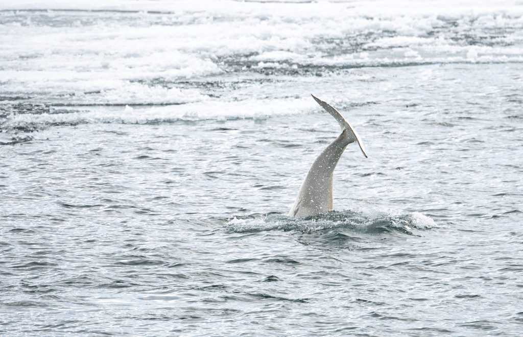 A beluga whale's tail standing upright out of the water.