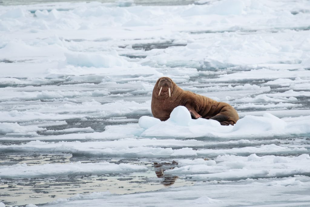 Walrus on an ice floe in Svalbard.