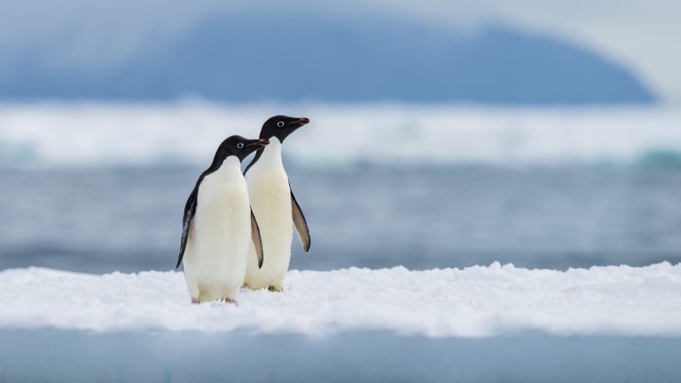 Adelie,Penguin,Colony,Of,Cape,Adare.