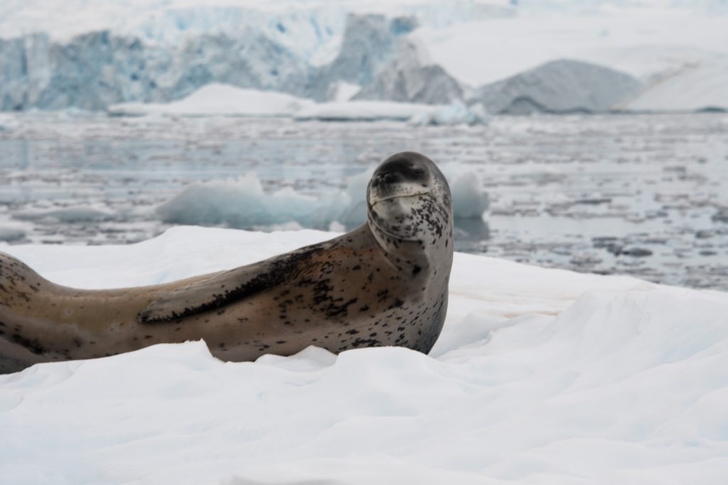 A leopard seal laying on an iceberg.