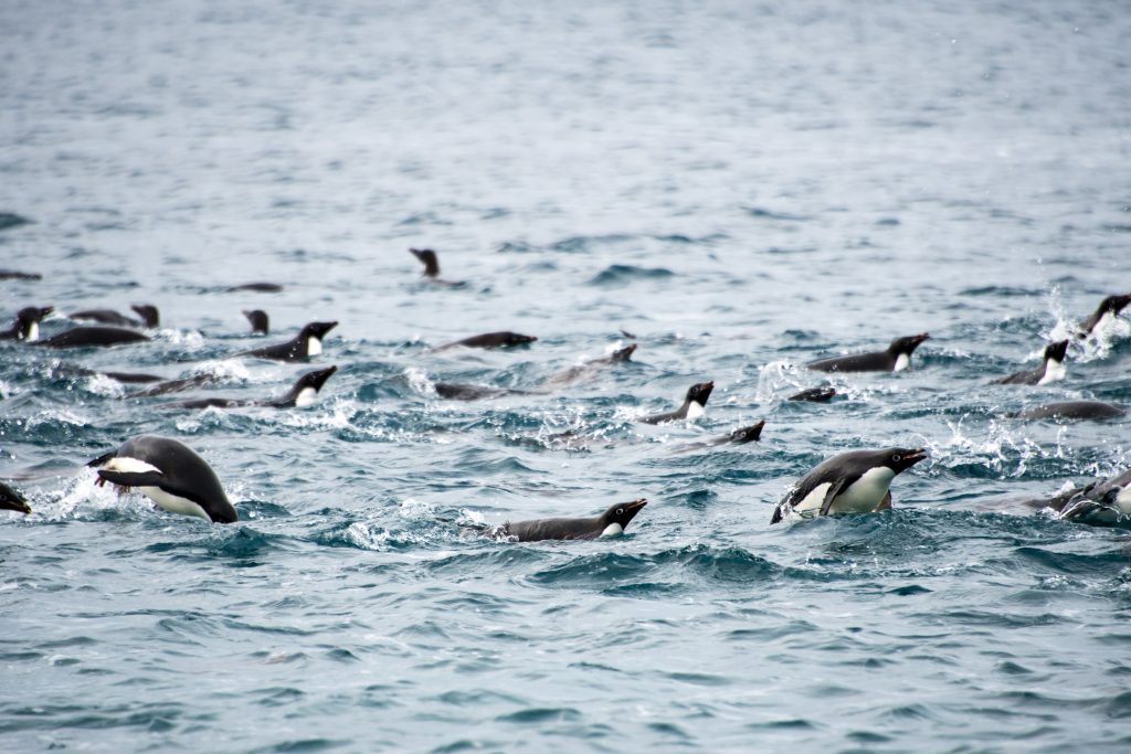 Adelie penguins porpoising in the water.