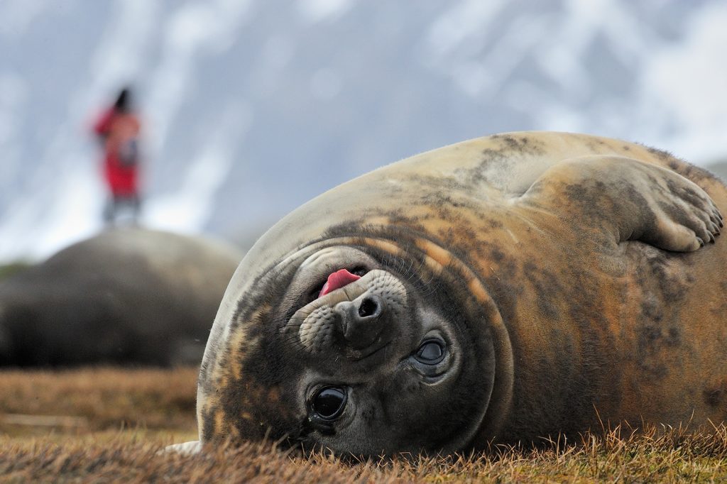 Elephant seal laying on the ground. 