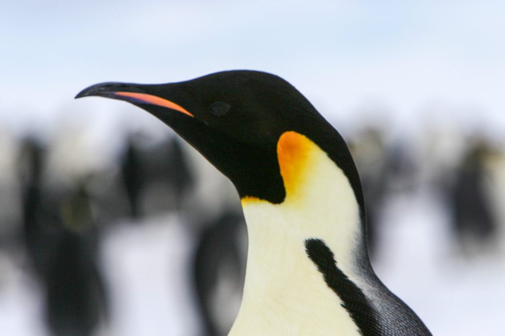 Close up of an emperor penguin's head.