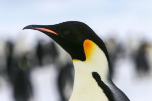 Emperor-Penguins-5053