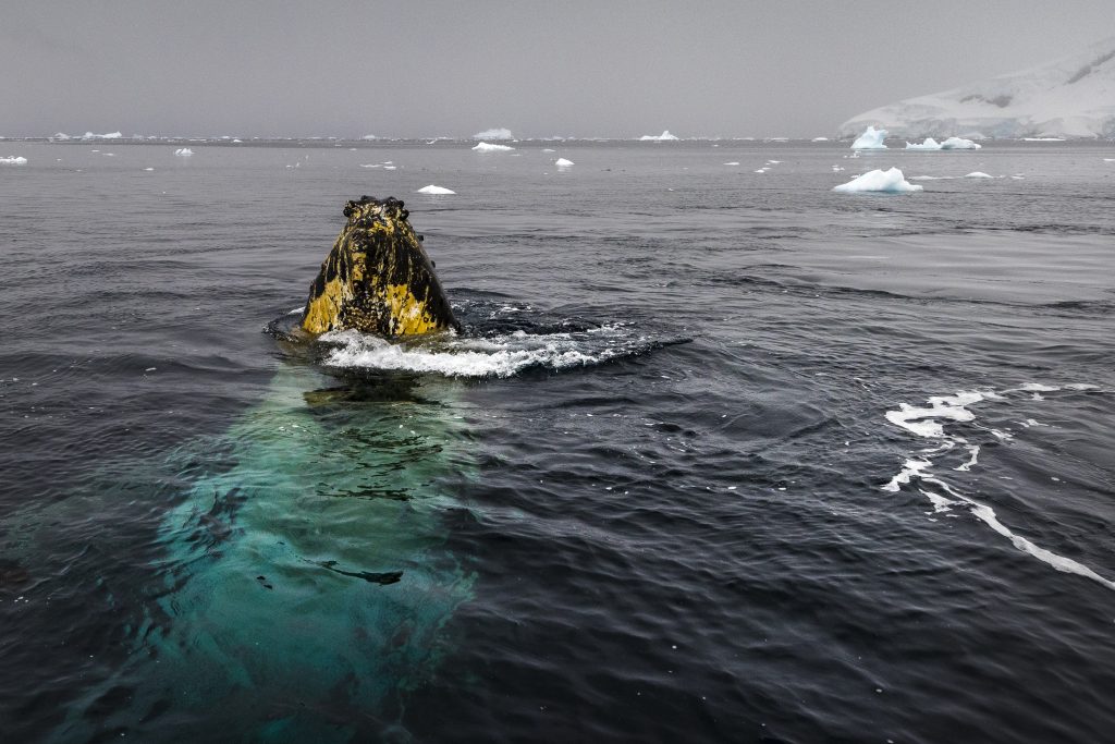 Humpback poking head out of the water on an Antarctica cruise. 