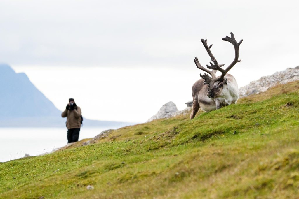 A reindeer grazing on the grass with photographer in background.