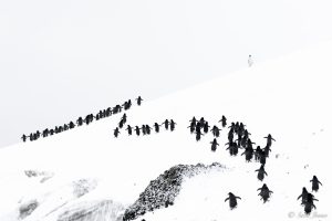 Penguins walking in a line on snow covered hill. 
