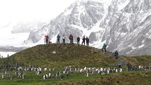 Guests standing on a grassy hill at a king penguin colony. 