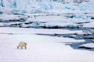 A polar bear walking on the sea ice. 