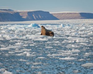 Walrus on an ice floe.