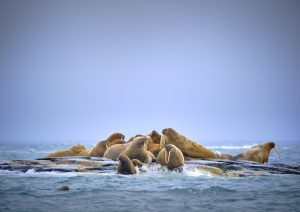 Walrus hauled out on ice floe. 