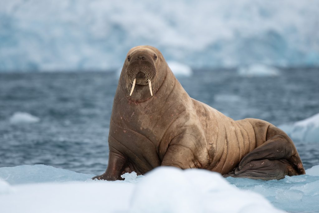 Walrus on an ice floe.