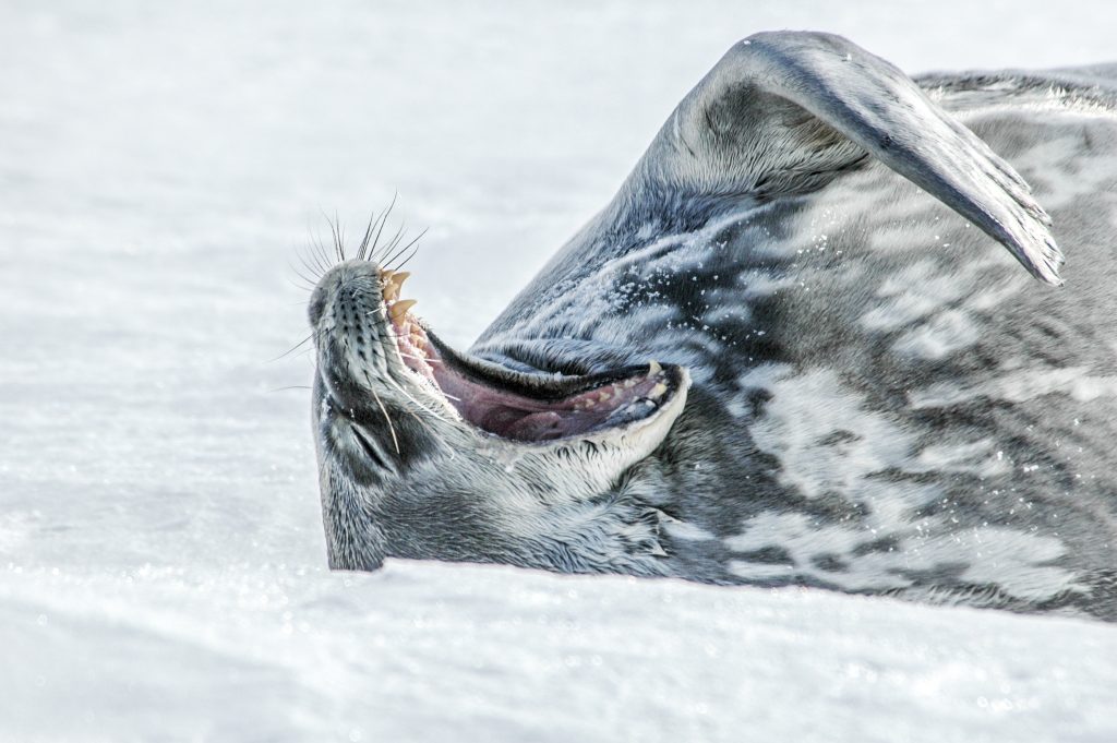 Weddell Seal laying in snow with mouth open.
