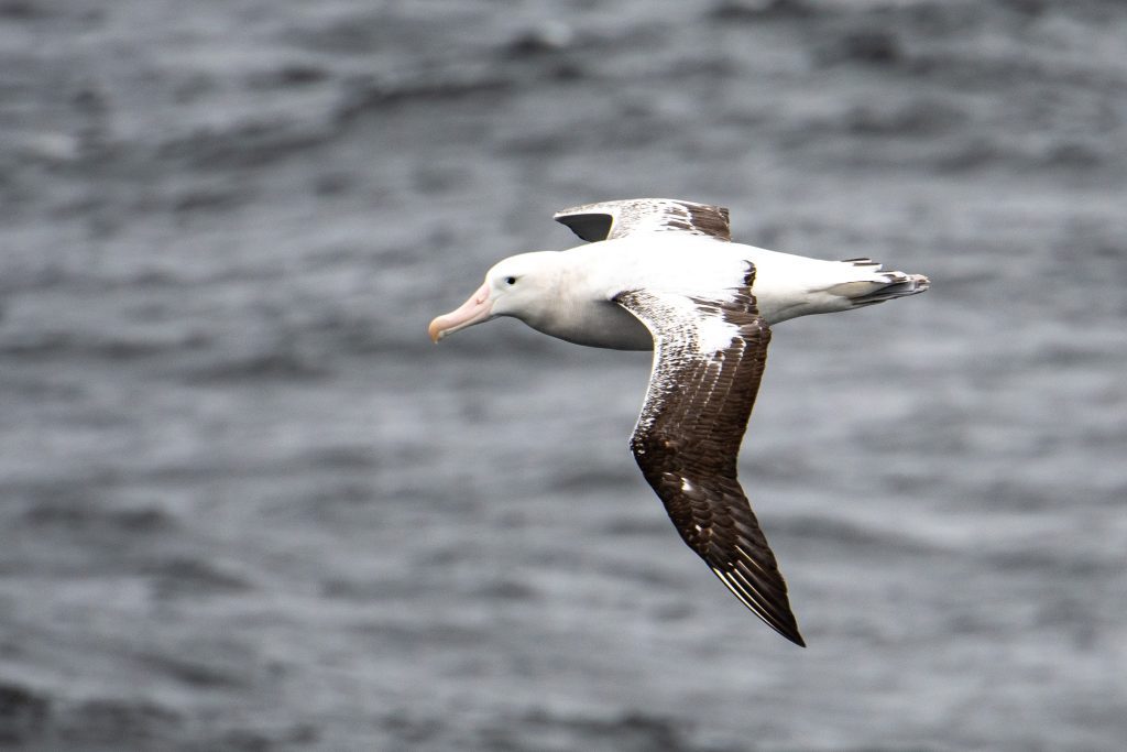 An albatross flying over the ocean.