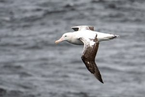 An albatross flying over the ocean. 