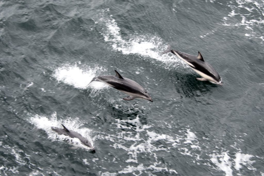 Dusky dolphins in the Beagle Channel. Sail across the Drake Passage. 