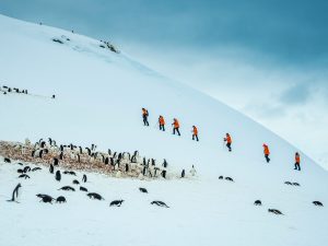 Guests walking up snowy hillside next to penguin colony.