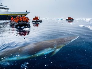 Guests in zodiac on the water next to whale. 