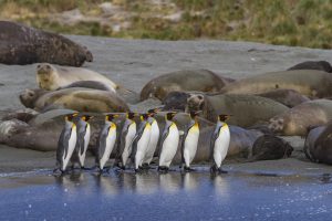 King penguins standing in line with elephant seals laying behind.