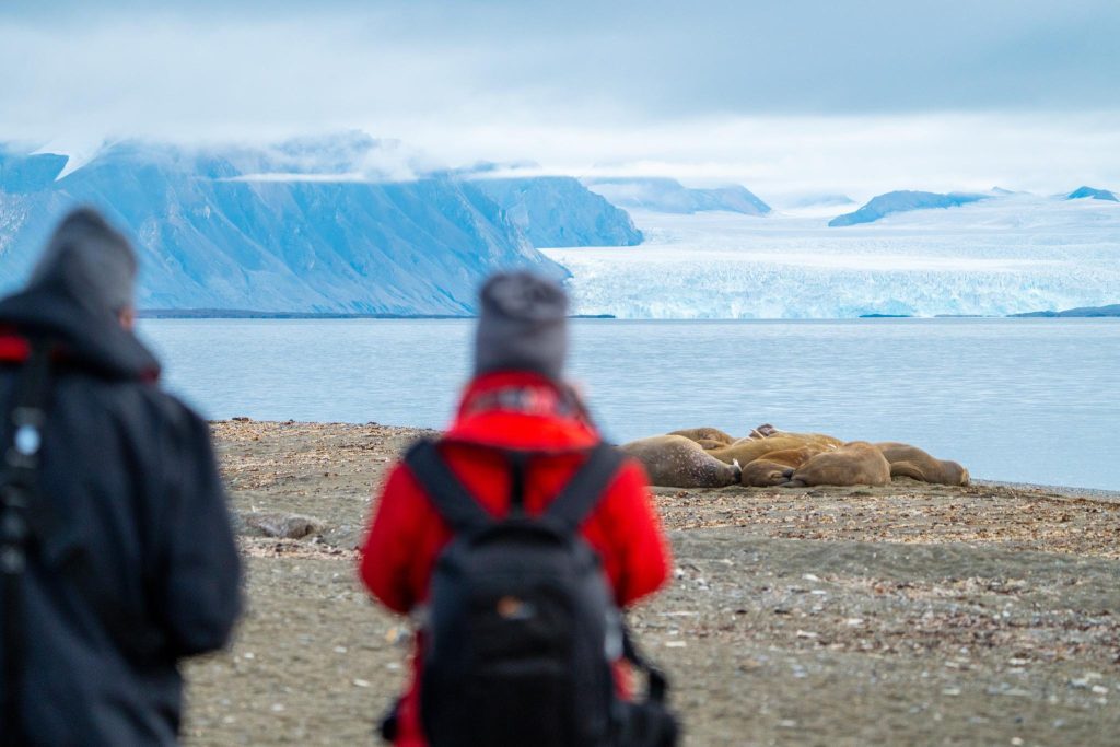 Two guests looking at walruses on the beach in Svalbard.