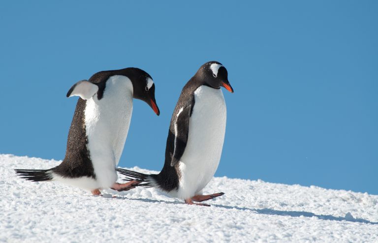 20151119-Antarctica Nikon-154