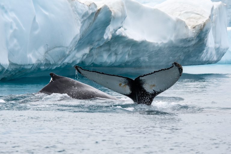 20190823-W Greenland-353