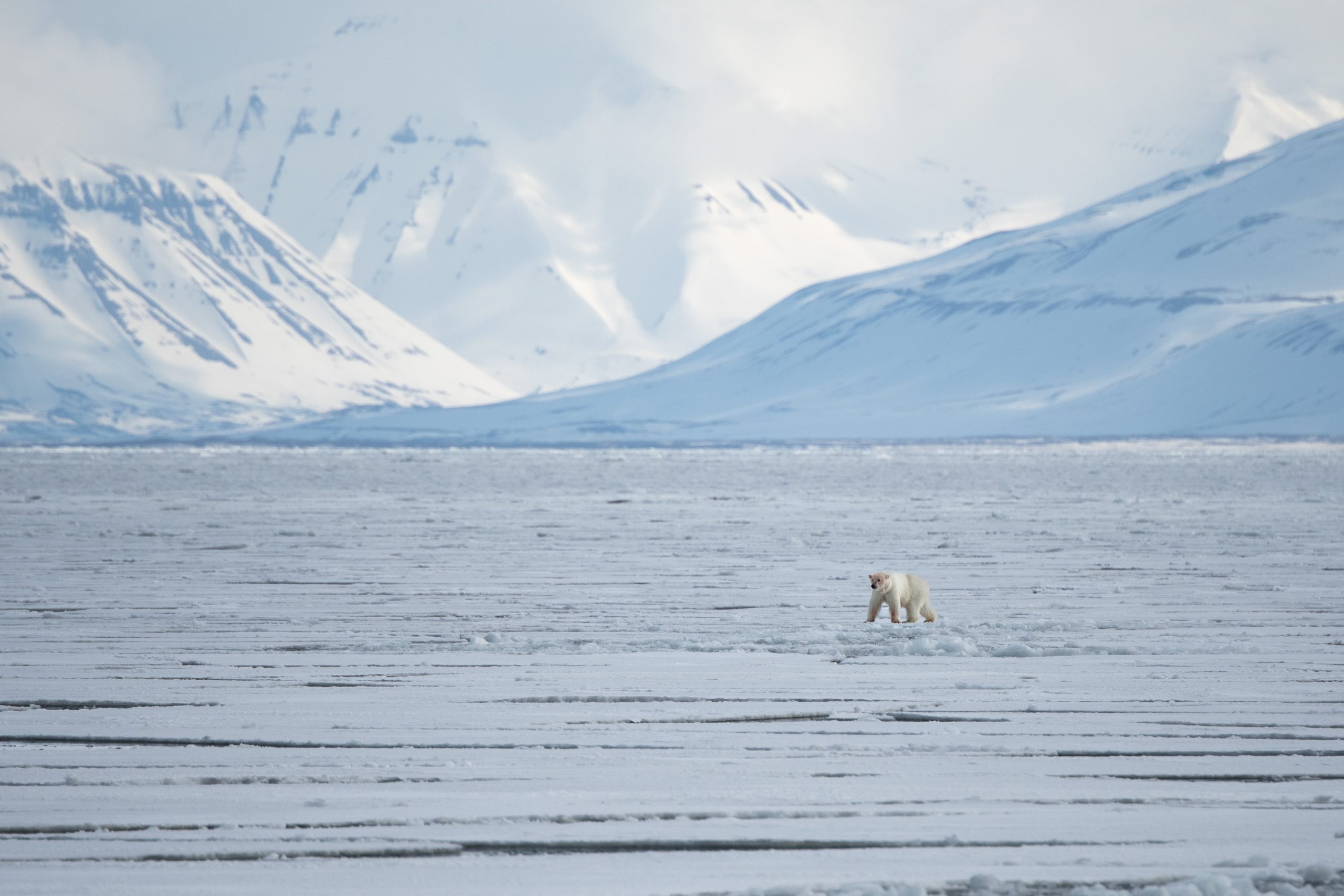 A polar bear on the pack ice.